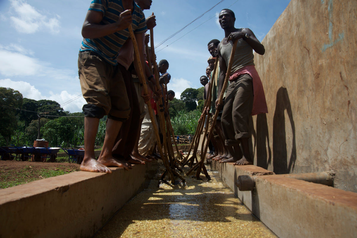 SASABA WASHING STATION
