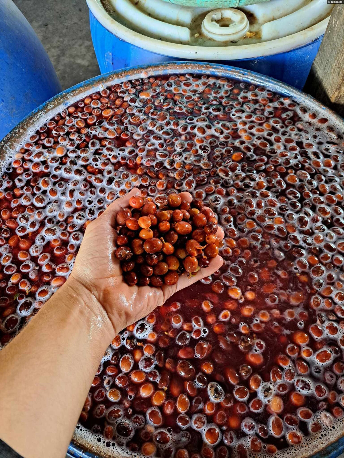 ZANYA COFFEE MÙA HÈ